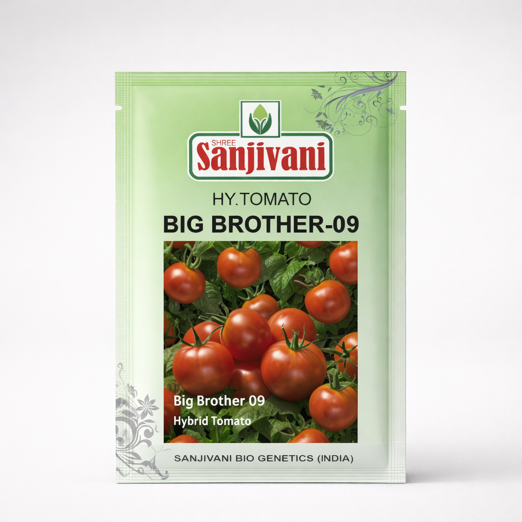 Big Brother-09 Hybrid Tomato Seeds (5 gm Pack)